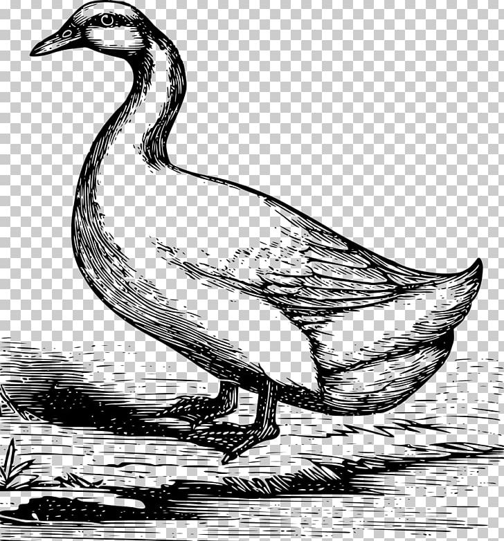 Duck American Pekin Mallard Goose Drawing PNG, Clipart, American Pekin, Anatidae, Animal, Animals, Art Free PNG Download
