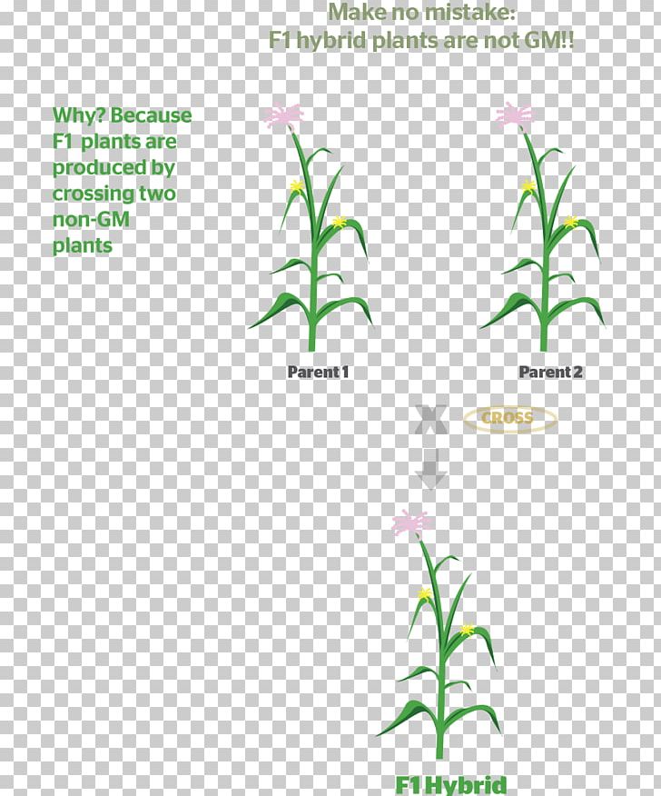 F1 Hybrid Seed Plant Genetics PNG, Clipart, Area, Asexual Reproduction, Backcrossing, Brand, Brief Expression Free PNG Download