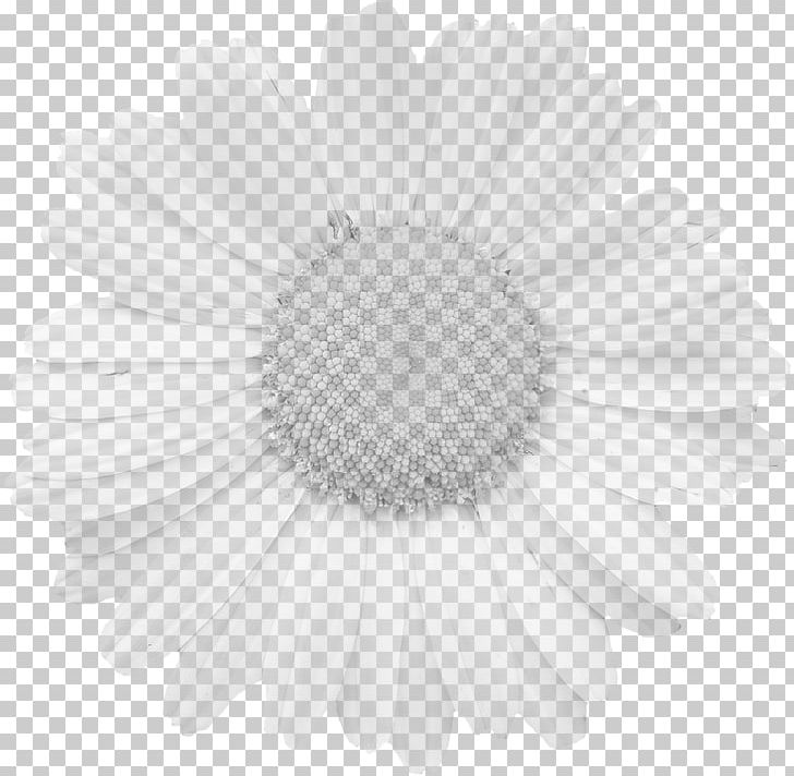 Graphics Flower Stock.xchng Pixabay Petal PNG, Clipart, Black And White, Bloom, Blossom, Closeup, Cut Flowers Free PNG Download