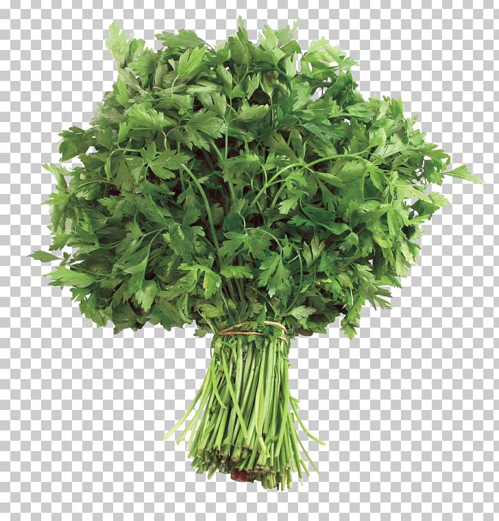 Parsley Food Apiaceae Health Herbaceous Plant PNG, Clipart, Apiaceae, Coriander, Dish, Epidermis, Flavonoid Free PNG Download
