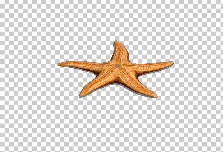 Starfish Wood PNG, Clipart, Benthic, Benthic Fauna, Christmas Star, Echinoderm, Fauna Free PNG Download