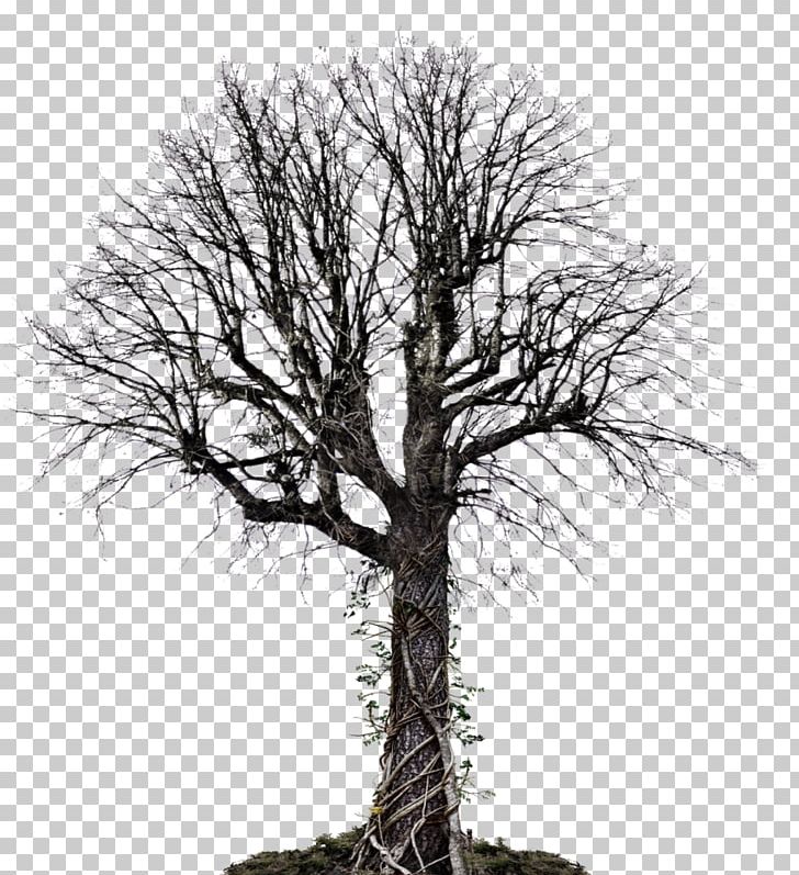 Tree Vine Drawing PNG, Clipart, Art, Black And White, Branch, Data, Deviantart Free PNG Download