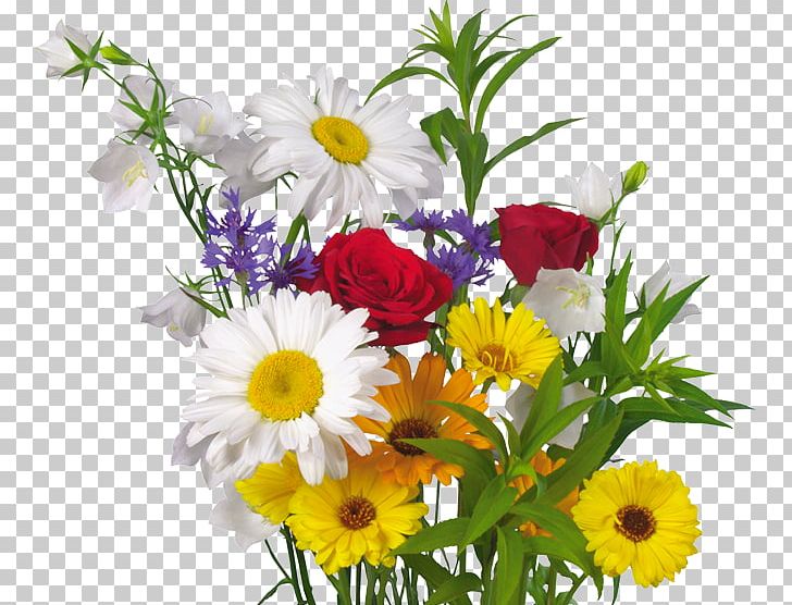 Cut Flowers Plant Desktop Transvaal Daisy PNG, Clipart, Amaryllis, Annual Plant, Aster, Chrysanths, Common Daisy Free PNG Download
