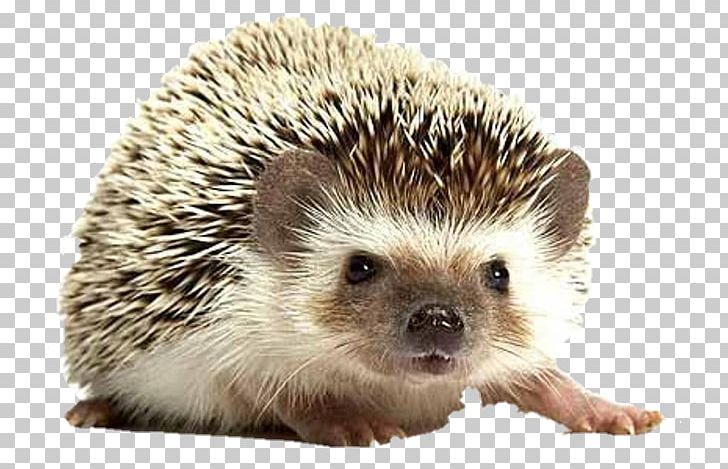 Domesticated Hedgehog Pet Four-toed Hedgehog Hedgehog's Dilemma Groundhog Day PNG, Clipart,  Free PNG Download