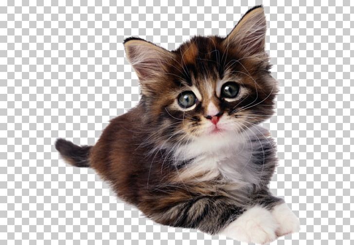 Feral Cat Kitten Dog Pet PNG, Clipart, Animal, Animals, Asian Semi Longhair, Big Cat, Carnivoran Free PNG Download