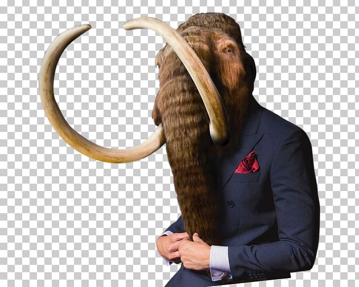 Woolly Mammoth Indian Elephant Pliocene Tusk PNG, Clipart, Adrian Lister, Advertising, Animal, Animals, Asian Elephant Free PNG Download