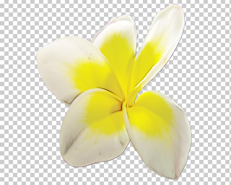 Petal Cut Flowers Yellow Flower Plants PNG, Clipart, Biology, Cut Flowers, Flower, Paint, Petal Free PNG Download