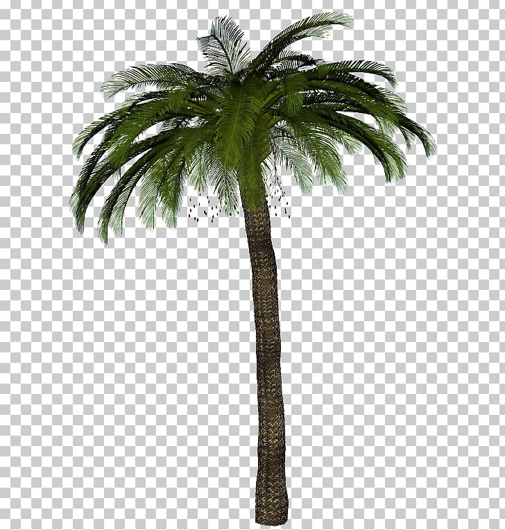 Arecaceae Tree Coconut PNG, Clipart, Arecaceae, Arecales, Asian Palmyra Palm, Attalea Speciosa, Borassus Free PNG Download