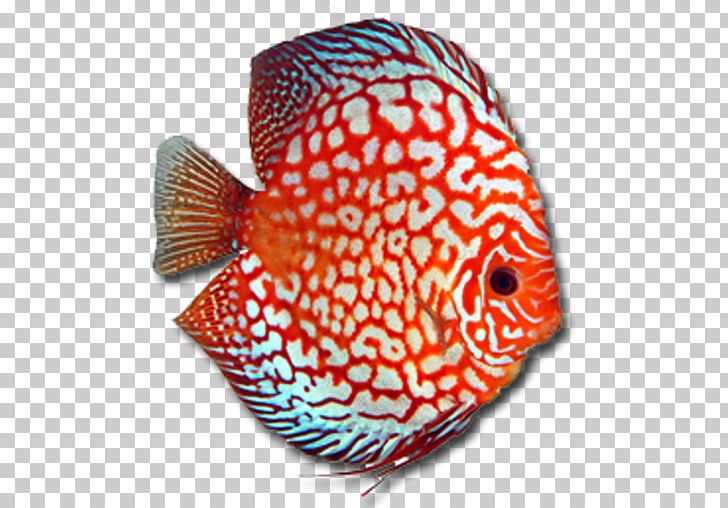 Discus Dolany Olomouc Bony Fishes Fishkeeping PNG, Clipart, Android, Animal Breeding, Animal Husbandry, Apk, Aquarium Free PNG Download