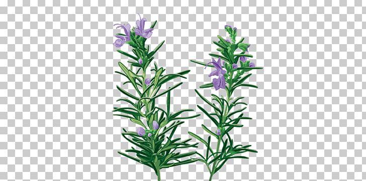 English Lavender Rosemary Oil Essential Oil Herb PNG, Clipart, Aquarium Decor, English Lavender, Essential Oil, Extract, Flower Free PNG Download
