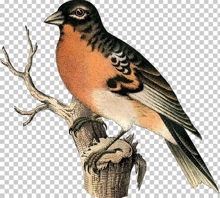 Hawk Finches Lark Beak Falcon PNG, Clipart, Animals, Beak, Bird, Bird Of Prey, Clipping Masks Free PNG Download