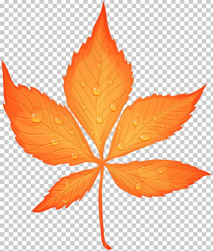 Maple Leaf Dew Drop PNG, Clipart, Autumn, Autumn Leaf, Autumn Leaf Color, Clip Art, Clipart Free PNG Download