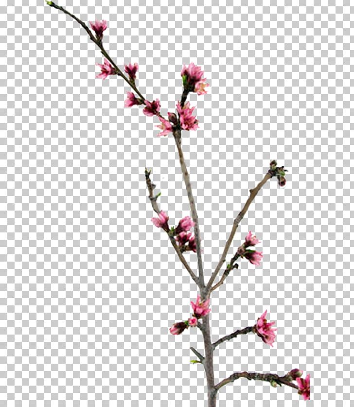 Twig Blossom Peach Plant Stem PNG, Clipart, Apple, Blossom, Branch, Bud, Cherry Free PNG Download