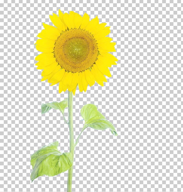 Common Sunflower PNG, Clipart, Asterales, Creative, Cut Flowers, Daisy Family, Figures Free PNG Download