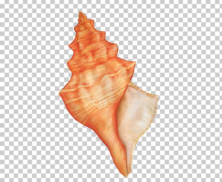 Conch GIMP PNG, Clipart, Color, Conch, Conchology, Flesh, Gimp Free PNG Download
