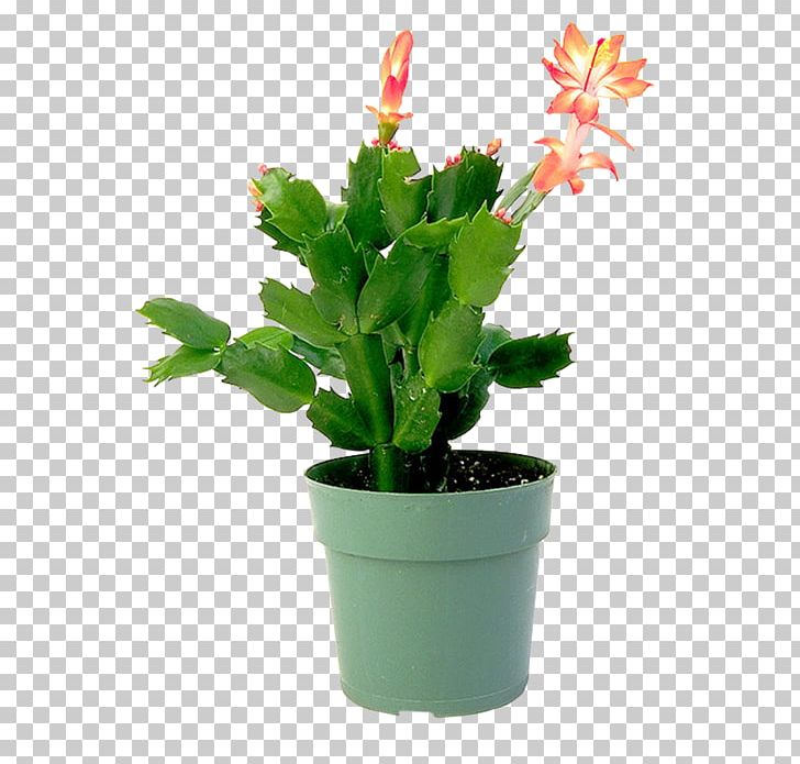 Epiphyllum Flowerpot Houseplant Cactaceae PNG, Clipart, Cactaceae, Cactus, Cultivo, Drip Irrigation, Epiphyllum Free PNG Download