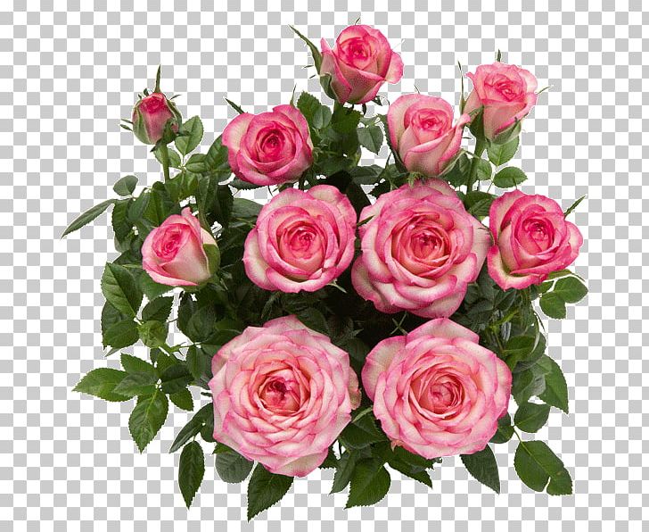 Rosa Danica A/S Garden Roses Flower Pink PNG, Clipart, Annual Plant, Artificial Flower, Color, Cultivar, Cut Flowers Free PNG Download