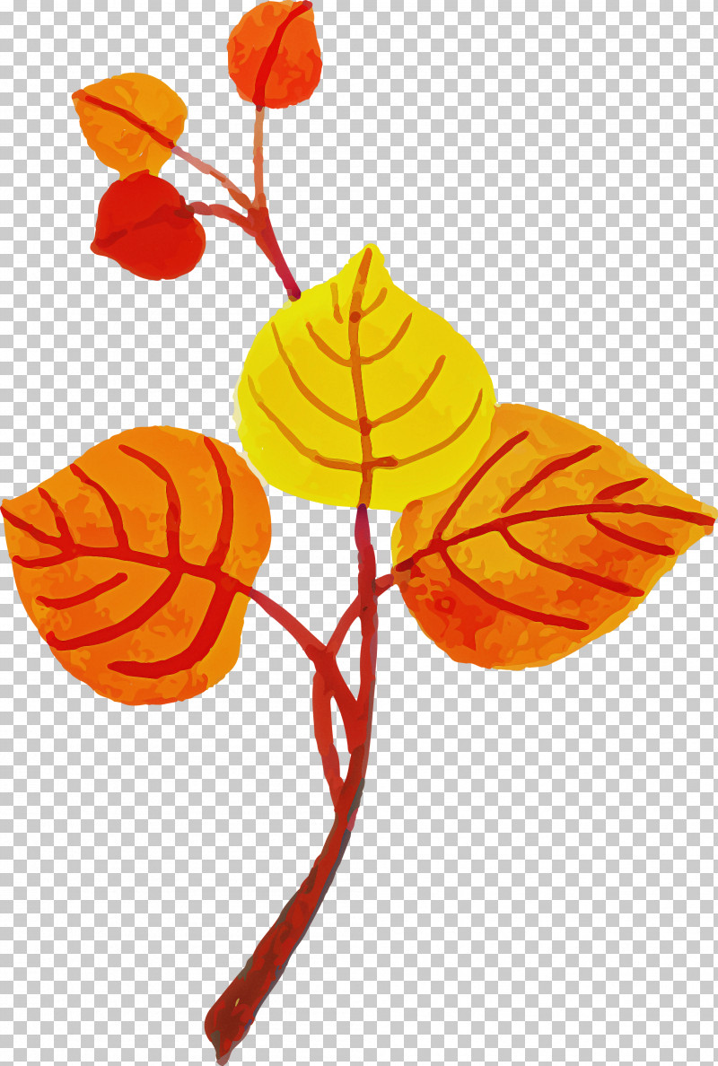 Leaf Plant Stem Petal Flower Branch PNG, Clipart, Biology, Branch, Colorful Leaf, Flower, Highdefinition Video Free PNG Download