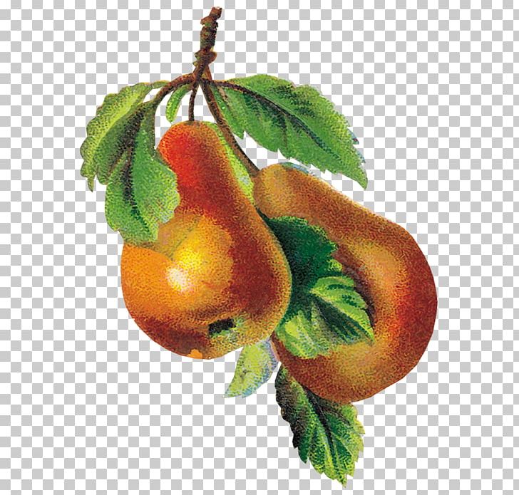 Apple Pear Auglis PNG, Clipart, Animaatio, Apple, Auglis, Berry, Branch Free PNG Download