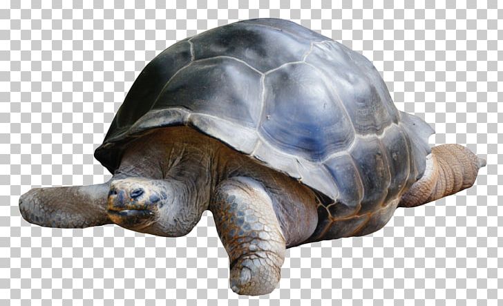 Boxer Dobermann Tortoise PNG, Clipart, Animal, Animals, Boxer, Display Resolution, Dobermann Free PNG Download