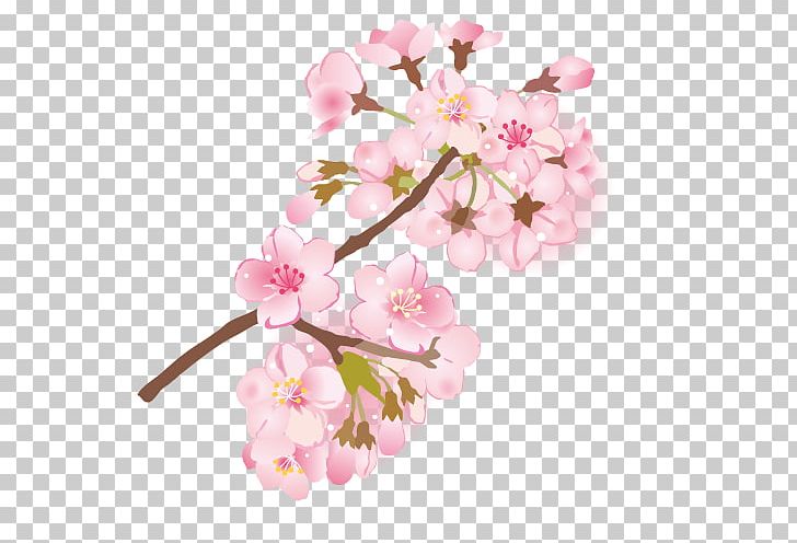 Cherry Blossom Branch Depiction 葉桜 PNG, Clipart, Blossom, Book Illustration, Branch, Cherry Blossom, Cut Flowers Free PNG Download
