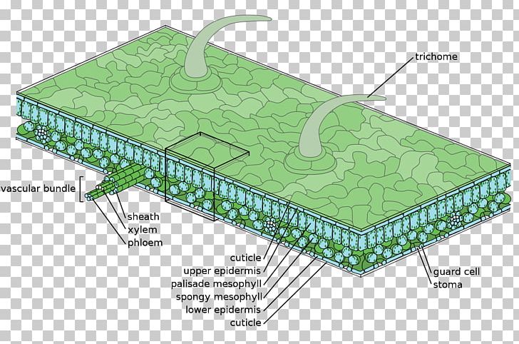 Epidermis Leaf Tissue Stoma Plant PNG, Clipart, Anatomy, Angle, Area, Botany, Cell Free PNG Download