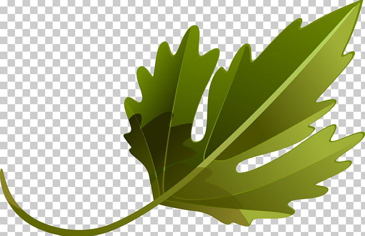 Leaf Vegetable Plant Tree PNG, Clipart, Grass, Leaf, Leaf Vegetable, Leaves, Nature Free PNG Download