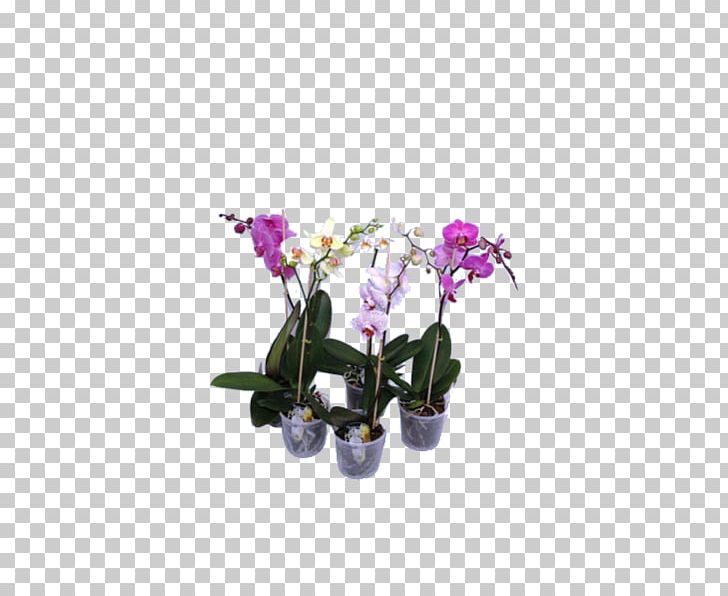 Moth Orchids Floral Design Cut Flowers Cattleya Orchids PNG, Clipart, Artificial Flower, Cattleya, Cattleya Orchids, Cut Flowers, Dendrobium Free PNG Download