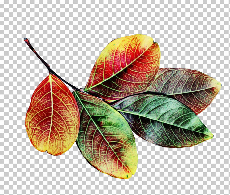 Leaf Plant Flower Tree Plant Pathology PNG, Clipart, Anthurium, Flower, Leaf, Paint, Plant Free PNG Download