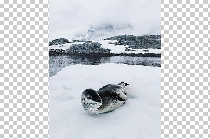 09738 Water Flightless Bird PNG, Clipart, 09738, Arctic, Flightless Bird, Ice, Nature Free PNG Download