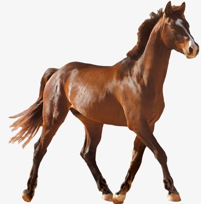 Brown Horse PNG, Clipart, Animal, Brown, Brown Clipart, Brown Horse, Horse Free PNG Download