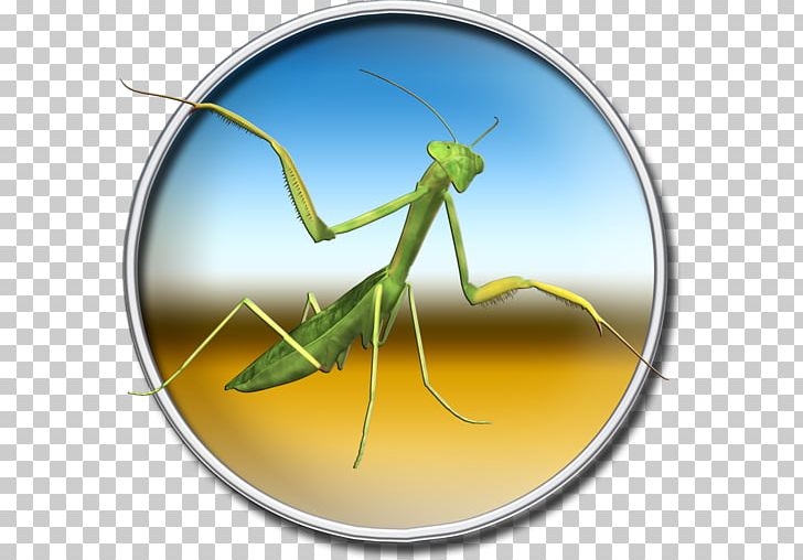Mantis Locust Pest PNG, Clipart, Arthropod, Insect, Invertebrate, Locust, Mantis Free PNG Download
