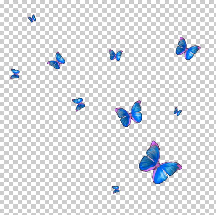 Monarch Butterfly Insect PNG, Clipart, Blue, Butterflies And Moths, Butterfly, Butterfly Frame, Frame Free PNG Download