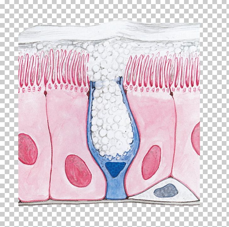 Respiratory Epithelium Respiratory Tract Goblet Cell Trachea Respiratory System PNG, Clipart, Anatomy, Bronchus, Cilium, Epithelium, Jaw Free PNG Download