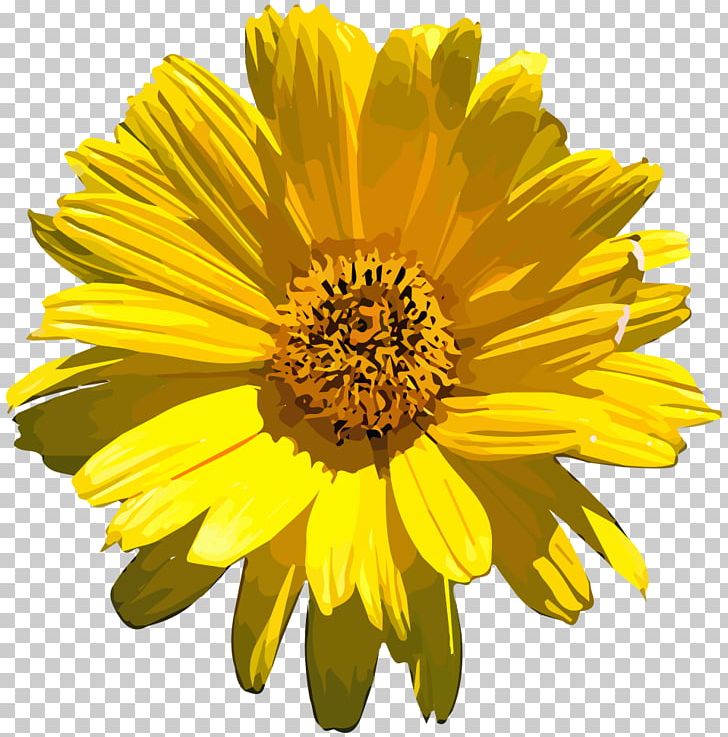 Common Sunflower Stock Photography PNG, Clipart, Annual Plant, Blanket Flowers, Calendula, Chrysanthemum Coronarium, Chrysanths Free PNG Download