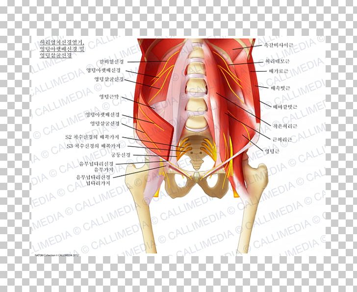 Sacral Plexus Lumbar Plexus Iliohypogastric Nerve Ilioinguinal Nerve PNG, Clipart, Abdomen, Anatomy, Blood Vessel, Femoral Nerve, Finger Free PNG Download