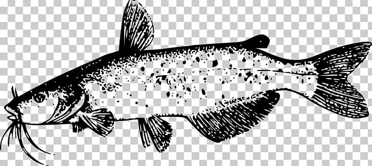 Catfish Drawing PNG, Clipart, Anchovy, Animal Figure, Artwork, Black And White, Catfish Free PNG Download