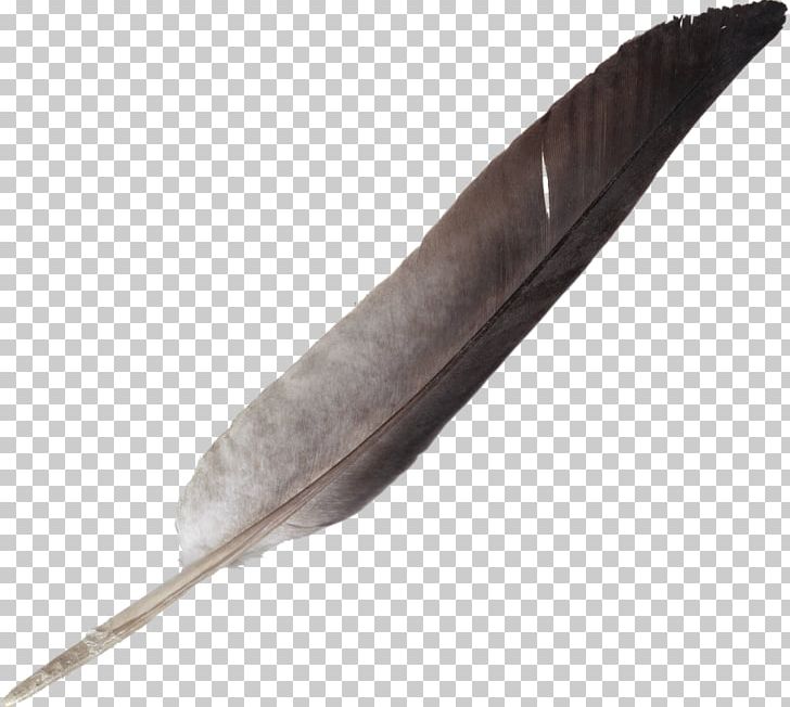Feather Quill PNG, Clipart, Animals, Blog, Clip Art, Digital Media, Feather Free PNG Download
