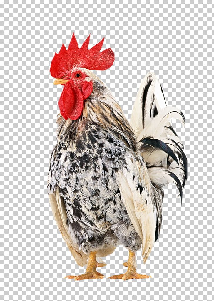 Japanese Bantam Shamo Chickens Braekel Araucana Rooster PNG, Clipart, Animals, Bantam, Beak, Bird, Chicken Free PNG Download