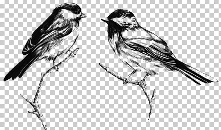 Rocksteady House Sparrow YouTube Phonograph Record Sketch PNG, Clipart, American Sparrows, Artwork, Beak, Bird, Bird Drawing Free PNG Download