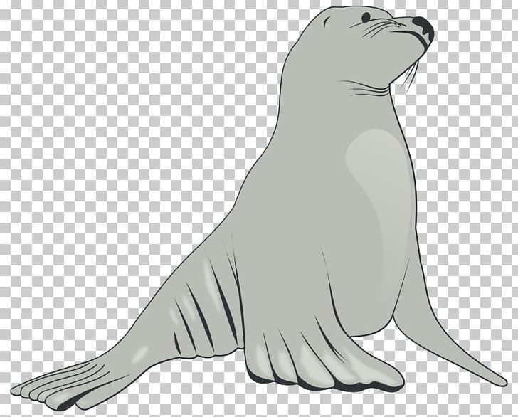 Sea Lion Drawing PNG, Clipart, Animal Figure, Animals, Beak, Carnivoran, Dog Like Mammal Free PNG Download