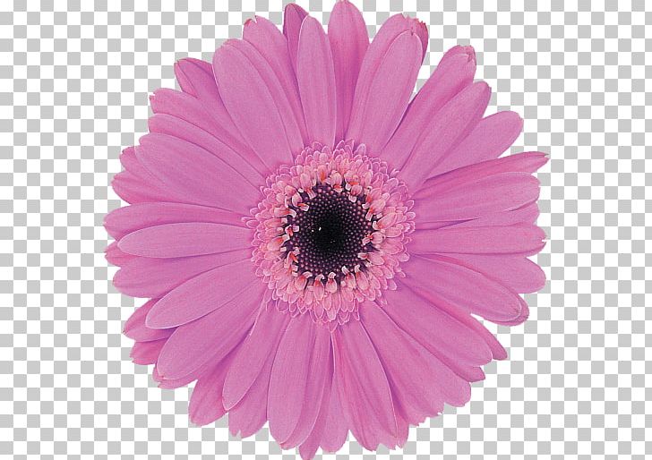 Transvaal Daisy Computer Icons Flower PNG, Clipart, Aster, Chrysanths, Computer Icons, Cut Flowers, Daisy Family Free PNG Download
