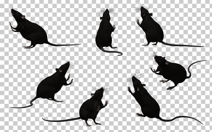 Whiskers Black Rat Laboratory Rat Mouse Rodent PNG, Clipart, Animal, Beak, Bird, Black And White, Black Rat Free PNG Download