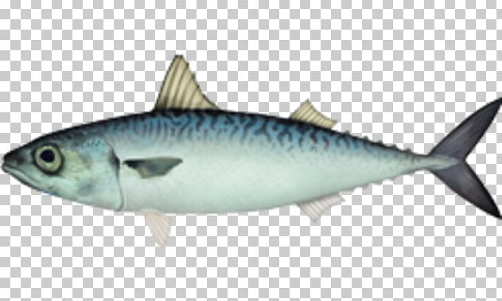 Atlantic Chub Mackerel Little Tunny Fish PNG, Clipart, Anchovy, Animals, Atlantic Chub Mackerel, Atlantic Mackerel, Bony Fish Free PNG Download