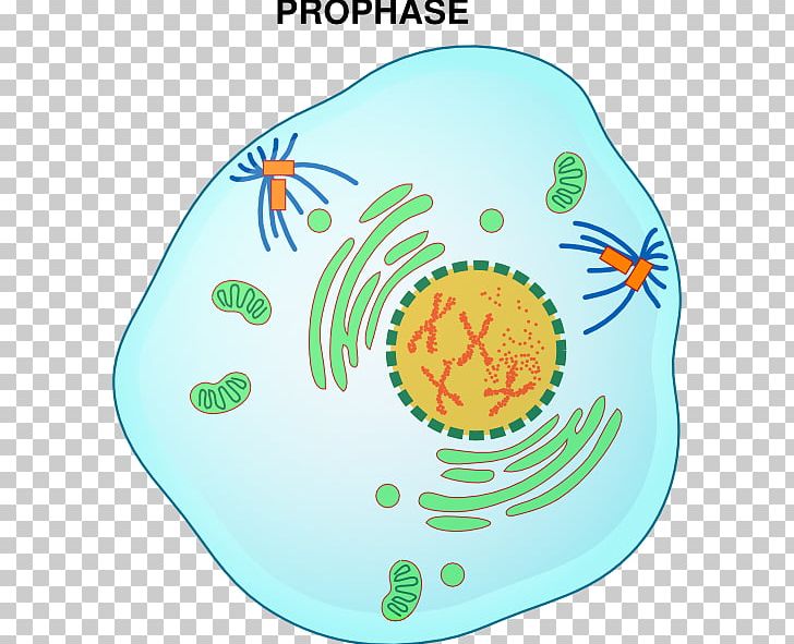 Prophase Mitosis Metaphase Interphase Telophase PNG, Clipart, Anaphase, Area, Cell, Cell Cycle, Cell Cycle Checkpoint Free PNG Download