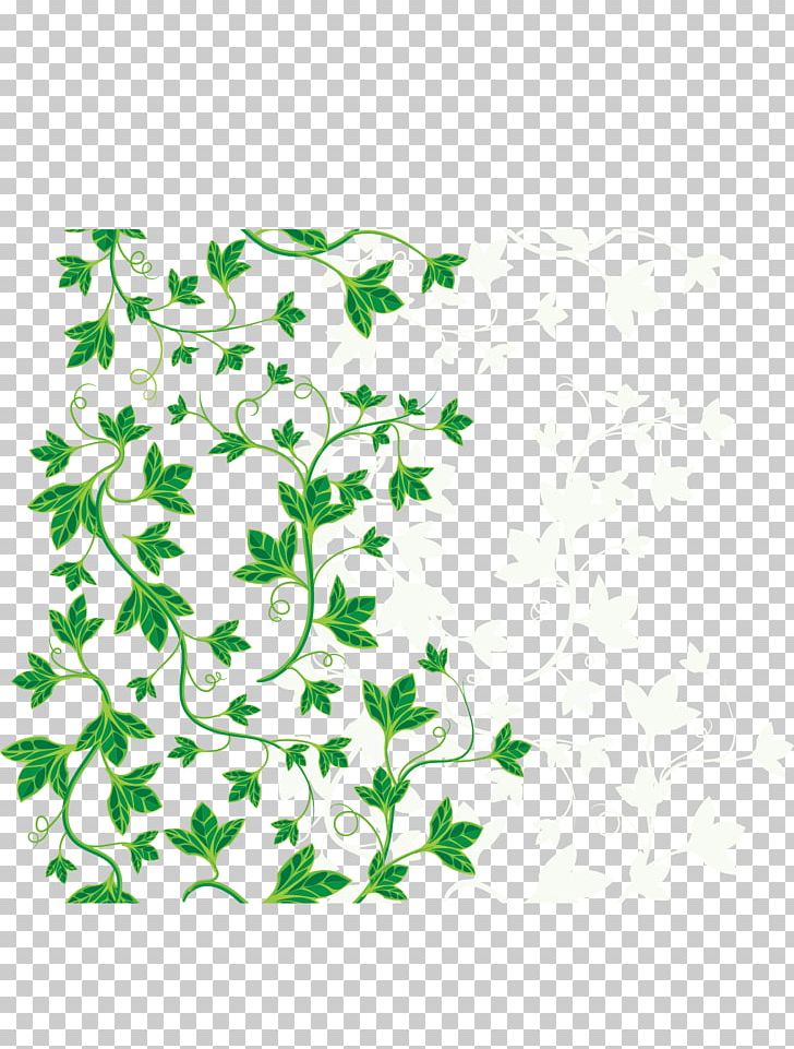 Common Ivy Leaf Vine PNG, Clipart, Area, Background Green, Border, Botany, Branch Free PNG Download