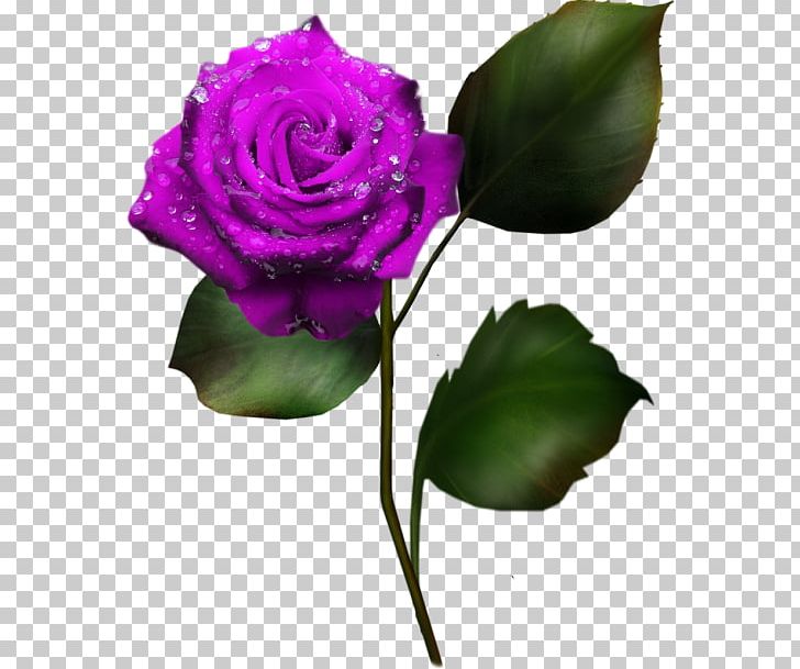 Garden Roses Cabbage Rose Cut Flowers Character Structure Plant PNG, Clipart, Blue Rose, Bud, Character Structure, Cut Flowers, Flower Free PNG Download