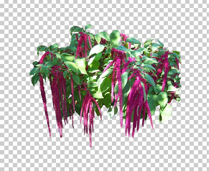 Magenta Fuchsia Flowerpot Vegetable PNG, Clipart, Flowerpot, Food Drinks, Fuchsia, Magenta, Plant Free PNG Download