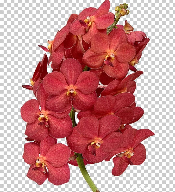 Moth Orchids Waling-waling Pink M Cut Flowers Petal PNG, Clipart, Cut Flowers, Euanthe Sanderiana, Flower, Flowering Plant, Magenta Free PNG Download