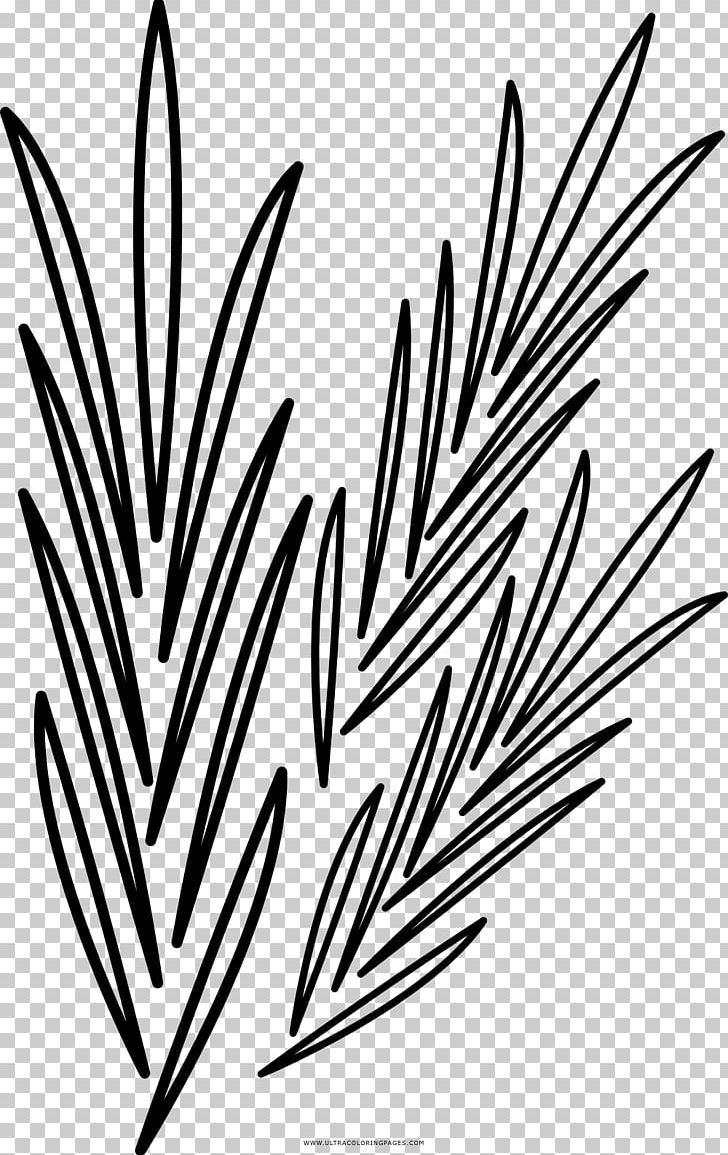 Black And White Drawing Coloring Book Rosemary PNG, Clipart, Alecrim, Art, Black, Black And White, Coloring Book Free PNG Download